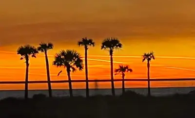 a group of palm trees in front of a sunset at Shores of Panama 1206 - Amazing Studio, Free Fun! Sleeps 3, Romantic condo in Panama City Beach